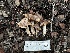  ( - FDS-CA-01527)  @11 [ ] c (2024) Rudy Diaz Fungal Diversity Survey