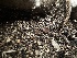  ( - FDS-CA-01542)  @11 [ ] c (2024) Rudy Diaz Fungal Diversity Survey