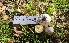  ( - FDS-CA-03401)  @11 [ ] by-nc (2024) Fresno Mycology Society Fungal Diversity Survey