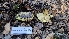  ( - FDS-CA-03405)  @11 [ ] by-nc (2024) Fresno Mycology Society Fungal Diversity Survey