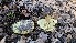  ( - FDS-CA-03405)  @11 [ ] by-nc (2024) Fresno Mycology Society Fungal Diversity Survey