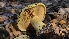  ( - FDS-CA-03405)  @11 [ ] by-nc (2024) Fresno Mycology Society Fungal Diversity Survey
