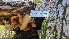  ( - FDS-CA-03409)  @11 [ ] by-nc (2024) Fresno Mycology Society Fungal Diversity Survey