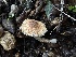  (Lepiota spheniscispora - FDS-CA-01502)  @11 [ ] c (2024) Rudy Diaz Fungal Diversity Survey