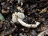  ( - FDS-CA-01502)  @11 [ ] c (2024) Rudy Diaz Fungal Diversity Survey