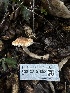  ( - FDS-CA-01502)  @11 [ ] c (2024) Rudy Diaz Fungal Diversity Survey