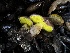  ( - FDS-CA-01503)  @11 [ ] c (2024) Rudy Diaz Fungal Diversity Survey