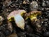  ( - FDS-CA-01503)  @11 [ ] c (2024) Rudy Diaz Fungal Diversity Survey