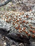  (Cryphonectriaceae - FDS-CA-01510)  @11 [ ] c (2024) Rudy Diaz Fungal Diversity Survey