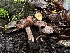  ( - FDS-CA-01512)  @11 [ ] c (2024) Rudy Diaz Fungal Diversity Survey