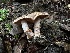  ( - FDS-CA-01512)  @11 [ ] c (2024) Rudy Diaz Fungal Diversity Survey