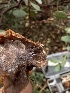  ( - FDS-CA-01512)  @11 [ ] c (2024) Rudy Diaz Fungal Diversity Survey