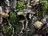  ( - FDS-CA-01513)  @11 [ ] c (2024) Rudy Diaz Fungal Diversity Survey