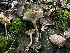  ( - FDS-CA-01513)  @11 [ ] c (2024) Rudy Diaz Fungal Diversity Survey