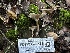  ( - FDS-CA-01513)  @11 [ ] c (2024) Rudy Diaz Fungal Diversity Survey