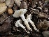  (Hygrophorus sp. CA02 - FDS-CA-01514)  @11 [ ] c (2024) Rudy Diaz Fungal Diversity Survey