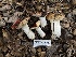  ( - FDS-CA-01515)  @11 [ ] c (2024) Rudy Diaz Fungal Diversity Survey
