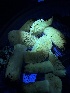  ( - FDS-CA-01515)  @11 [ ] c (2024) Rudy Diaz Fungal Diversity Survey