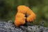  ( - FDS-CA-00782)  @11 [ ] by-nc (2024) Taye Bright Fungal Diversity Survey