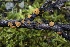  ( - FDS-CA-00782)  @11 [ ] by-nc (2024) Taye Bright Fungal Diversity Survey