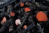  ( - FDS-CA-00796)  @11 [ ] by-nc (2024) Taye Bright Fungal Diversity Survey