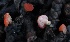  ( - FDS-CA-00796)  @11 [ ] by-nc (2024) Taye Bright Fungal Diversity Survey