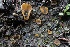  ( - FDS-CA-00795)  @11 [ ] by-nc (2024) Taye Bright Fungal Diversity Survey