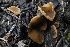  ( - FDS-CA-00795)  @11 [ ] by-nc (2024) Taye Bright Fungal Diversity Survey