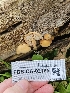  ( - FDS-CA-02185)  @11 [ ] by (2024) Mandy Hackney Fungal Diversity Survey