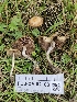  ( - FDS-CA-02183)  @11 [ ] by (2024) Mandy Hackney Fungal Diversity Survey