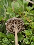  (Entoloma anodinum - FDS-CA-02182)  @11 [ ] by (2024) Mandy Hackney Fungal Diversity Survey