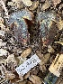  ( - FDS-CA-01042)  @11 [ ] by-nc (2024) Bat Vardeh Fungal Diversity Survey