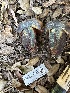  ( - FDS-CA-01042)  @11 [ ] by-nc (2024) Bat Vardeh Fungal Diversity Survey