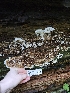  ( - FDS-CA-02178)  @11 [ ] by (2024) Mandy Hackney Fungal Diversity Survey