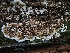  ( - FDS-CA-02178)  @11 [ ] by (2024) Mandy Hackney Fungal Diversity Survey