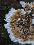  ( - FDS-CA-02178)  @11 [ ] by (2024) Mandy Hackney Fungal Diversity Survey