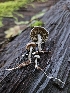  ( - FDS-CA-02177)  @11 [ ] by (2024) Mandy Hackney Fungal Diversity Survey