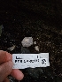  ( - FDS-CA-02177)  @11 [ ] by (2024) Mandy Hackney Fungal Diversity Survey
