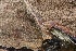  ( - FDS-CA-00788)  @11 [ ] by-nc (2024) Taye Bright Fungal Diversity Survey