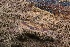  ( - FDS-CA-00788)  @11 [ ] by-nc (2024) Taye Bright Fungal Diversity Survey