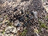  ( - FDS-CA-01467)  @11 [ ] by-nc (2024) Stu Pickell Fungal Diversity Survey