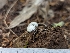  ( - FDS-CA-01477)  @11 [ ] by-nc (2024) Stu Pickell Fungal Diversity Survey