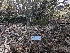  ( - FDS-CA-01477)  @11 [ ] by-nc (2024) Stu Pickell Fungal Diversity Survey