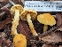  ( - FDS-CA-01483)  @11 [ ] by-nc (2024) Stu Pickell Fungal Diversity Survey