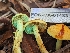  ( - FDS-CA-01483)  @11 [ ] by-nc (2024) Stu Pickell Fungal Diversity Survey