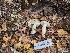  ( - FDS-CA-01486)  @11 [ ] by-nc (2024) Stu Pickell Fungal Diversity Survey