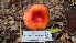  ( - FDS-CA-03422)  @11 [ ] by-nc (2024) Fresno Mycology Society Fungal Diversity Survey