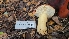  ( - FDS-CA-03422)  @11 [ ] by-nc (2024) Fresno Mycology Society Fungal Diversity Survey