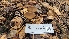  ( - FDS-CA-03423)  @11 [ ] by-nc (2024) Fresno Mycology Society Fungal Diversity Survey