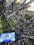  ( - FDS-CA-03209)  @11 [ ] by (2024) Justin Paulin Fungal Diversity Survey